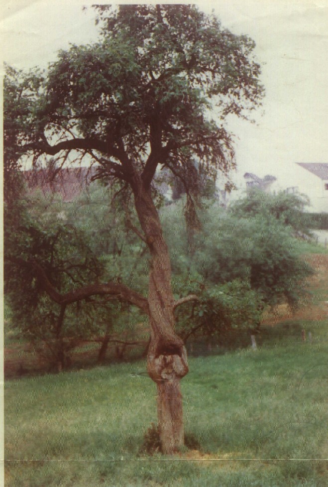 geopathologisch gestrter Baum