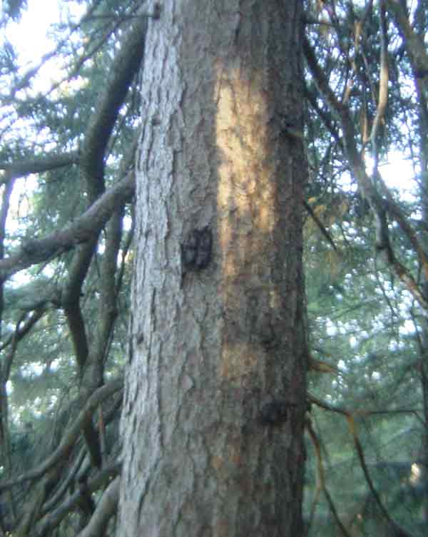 Baumzeichen auf dem Kehlstein